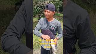 Baru datang di sambut mama Toman shortvideo subscribe mbolang fishing mancing [upl. by Ahsitruc105]