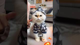 🤨 Padahal bukan aku funny cat comedy memes lucu kucing kucinglucu [upl. by Akitan]