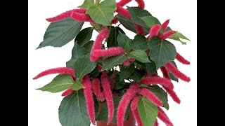 Growing the Chenille Plant Acalypha hispida [upl. by Menendez]