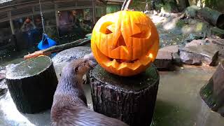 Rascally River Otters Knock Down Halloween Pumpkins [upl. by Burleigh]