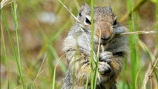 Wild Science Uinta Ground Squirrel [upl. by Sidra341]