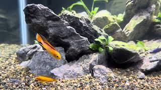 Apistogramma agassizii Fire Red [upl. by Irem]