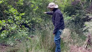 Soft Rush Juncus Effusus an Essential to Environment [upl. by Hands]