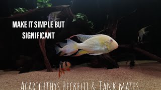 Acarichthys Heckelii amp Tank mates 24th Jan 2022 [upl. by Angelle]