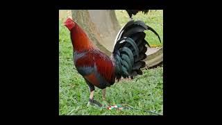 Claret gamefowl breed [upl. by Lleoj]