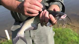 How to Catch Channel Catfish [upl. by Aelram860]