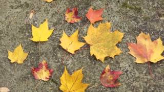 Making Maple Syrup Preparation Part 1 [upl. by Zucker]