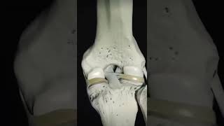 Movement of menisci anterior and posterior cruciate ligament of kneeshortsmedicosshort [upl. by Anahsed]