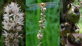 Witte affodil Asphodelus albus White asphodel البروَق الأبيض Weiße Affodill Asfodelo blanco [upl. by Notnyw]