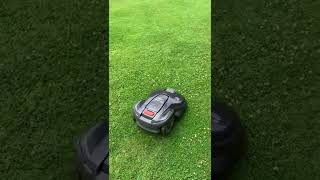 Husqvarna Automower 310 4 Month Follow Up Honest Review [upl. by Ynnus707]