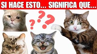 Gatos 5 rasgos y 8 personalidades  ¿Cuál es tu gato [upl. by Elin]