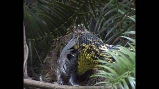 king ratsnake raiding bird nest in central China Short version [upl. by Egwin]