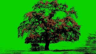 Tree Green Screen Video  Tree Green Screen Effects  Free to use [upl. by Adan]