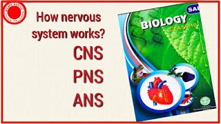 How Nervous system works What are CNSPNS and Atonomous Nervous systemSCERT X biology telanganaAP [upl. by Lowrance452]