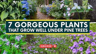 7 Gorgeous Plants That Grow Well Under Pine Trees 🌸🌲🌷  gardeningtips [upl. by Aisanat]