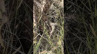 Diamondback Rattlesnake Under a Cholla Tree at Pueblo Blanco Ancestral Puebloan Ruins in New Mexico [upl. by Giulio203]