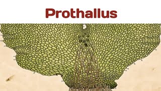 Prothallus ferns pteridophytes freeliving green spore bryophytes gametophyte photosynthesis [upl. by Aseret788]