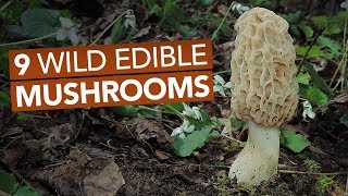 9 Wild Edible Mushrooms You Can Forage This Spring [upl. by Notsehc165]