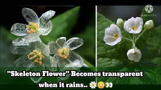 Skeleton Flower  Diphylleia grayi  Becomes transparent when it rains [upl. by Ahsikrats524]