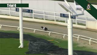 Towcester Greyhound Racing Live Trial Session 16122 [upl. by Asira145]