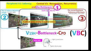 Peripheral V1 Saliency Central V1 Recognition Recurrence and the Bottleneck [upl. by Olympium]