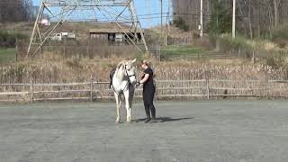 World Dressage Federation Sample Foundation Level Test 1 with Commentary By Will Faerber [upl. by Josias]