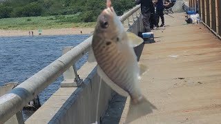 Cross Bay bridge  15  8quot Spots catch and releasedMistakenly lol crossbay fishing [upl. by Eilyw]