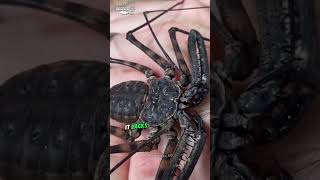 Tailless Whip Scorpion Nature’s Creepiest Gentle Giant shorts [upl. by Lucila336]