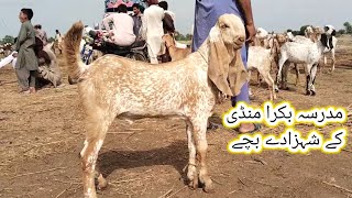 Madrasa Bakra Mandi update  makhi chena bacche 13 Jul 2024  gillani goat farm [upl. by Fawnia]