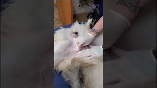 9 Signs Youre a Dog neuter This is the pre surgical prep sterile prep is next before Expert surgery [upl. by Mildred624]