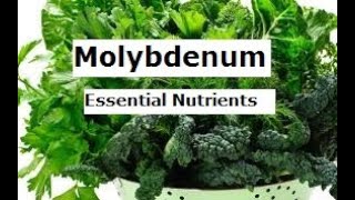 Molybdenum essential nutrients does [upl. by Nimsay]