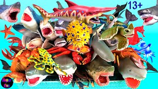 NEW Sea Animals  Sharks Whales Fish Shellfish Cephalopods Crustaceans Turtles Reptiles Rays 13 [upl. by Ihn427]