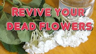 How to Revive Dead Flowers Time Lapse [upl. by Baruch]