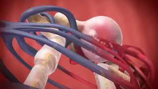 Glomerular Filtration animation [upl. by Pine389]