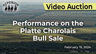 Performance on the Platte Charolais Bull Sale [upl. by Lechar556]