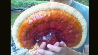 Harvesting Reishi Mushrooms in Vermont [upl. by Nevi]