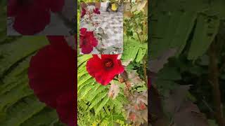 Hollyhocks ☘️ plant houseplant garden houseplants gardning [upl. by Kaplan161]