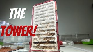 How to Build an Ant Farm  All in One Concrete Formicarium [upl. by Anihsak529]