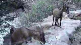 CRETE CHANIA SAMARIA GORGE GOAT [upl. by Maud]