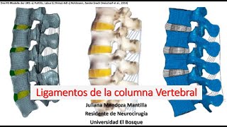 Ligamentos de la columna vertebral [upl. by Namyaw211]