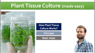 Plant tissue culture How it works steps involved [upl. by Qulllon806]