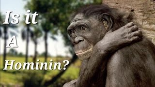 Monkey to Man  Episode 5 The Graecopithecus debate [upl. by Philender]