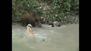 wild boar hunting with dogs Dogo Argentino [upl. by Justine964]