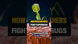 Phage Therapy vs Superbugs The Key to Fighting Antibiotic Resistance [upl. by Ahselrak]