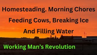 Homesteading Morning Chores Feeding Cows Filling Water and Breaking Ice [upl. by Nedyarb]