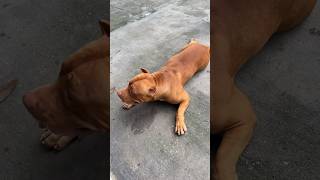 Coleira de parasitas Scalibor minha cachorra comeu o antídoto é diazepam pitmonsterbrasi [upl. by Courcy]