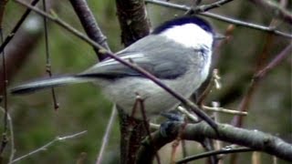 Singing Willow Tit  Blue Tit  Willow Warbler [upl. by Casavant]