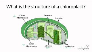 411 What is the structure of a chloroplast [upl. by Milton]