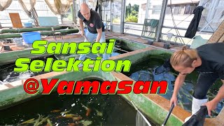 Sansai Selektion auf der Yamasan Koi Farm [upl. by Canica179]