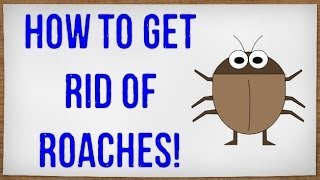 How to Get Rid of Roaches Fast  Getting Rid of Cockroaches in your House without an Exterminator [upl. by Noterb]